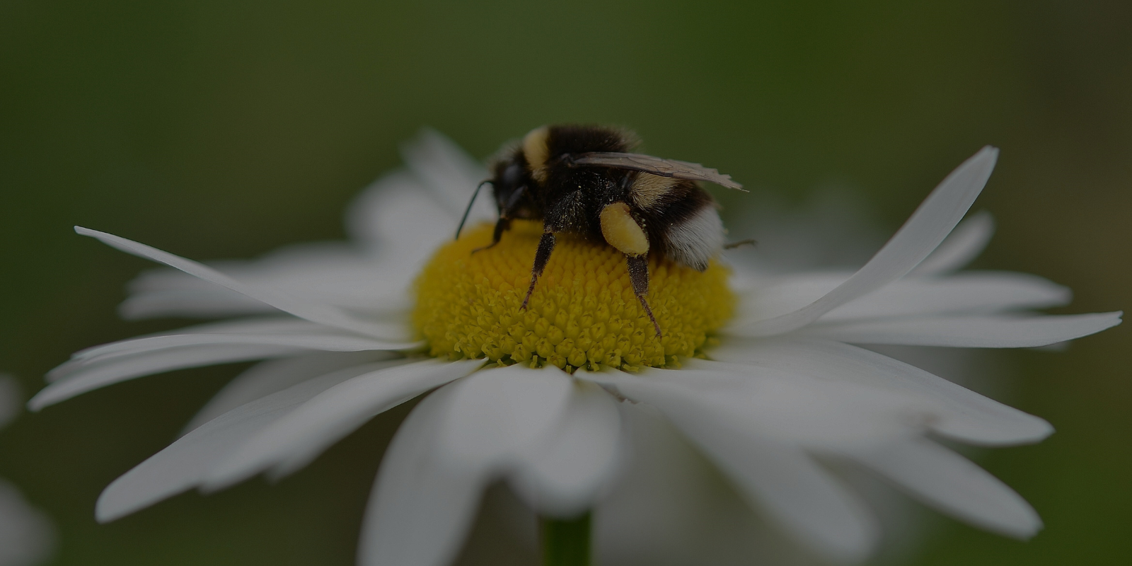 The Power of Collective Action: Why Becoming a B Corp Still Matters