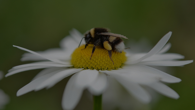 The Power of Collective Action: Why Becoming a B Corp Still Matters
