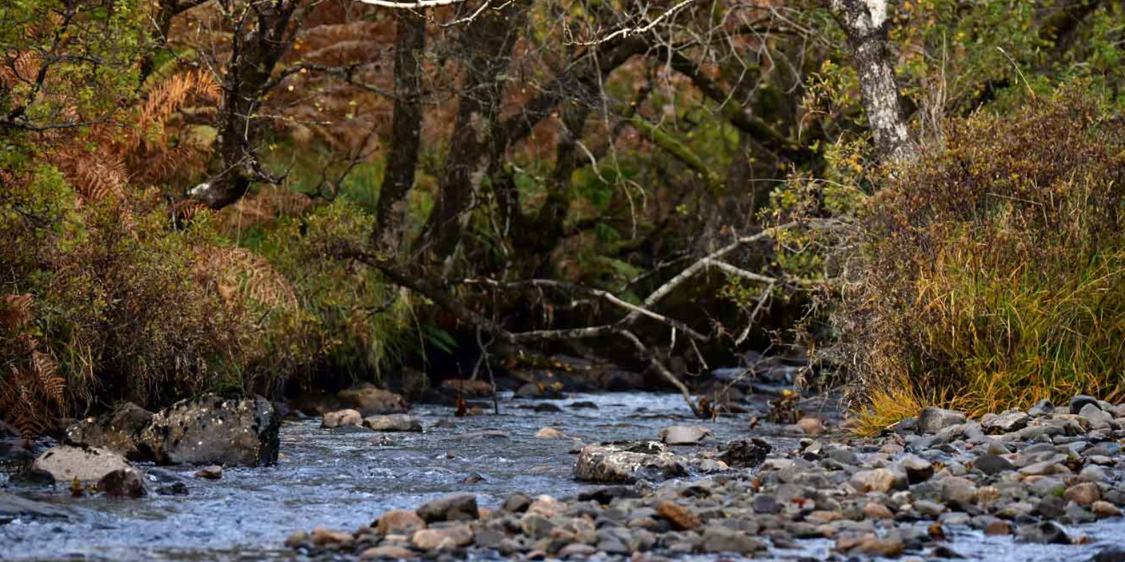 World Rivers Day: Understanding Our Waterways and Their Role in Ecosystems