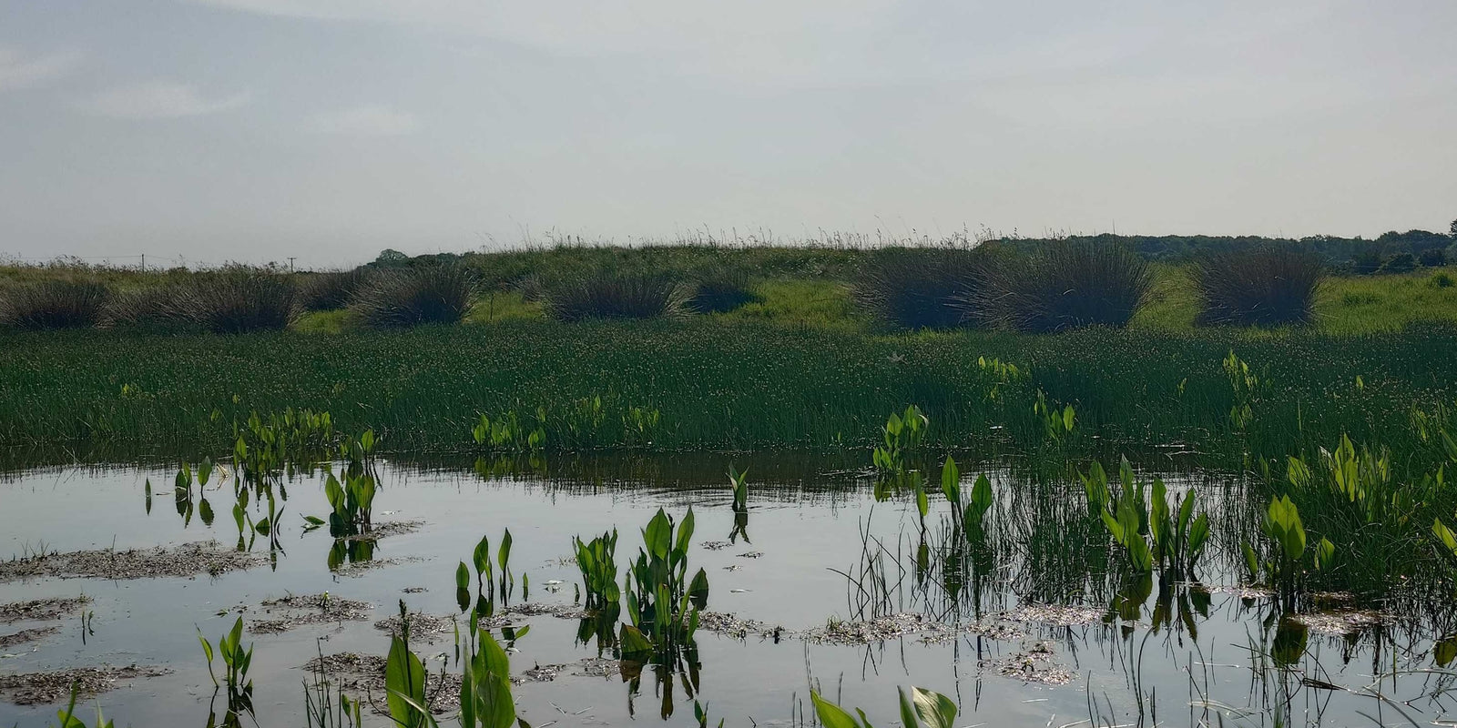 Revive Ponds & Wetlands