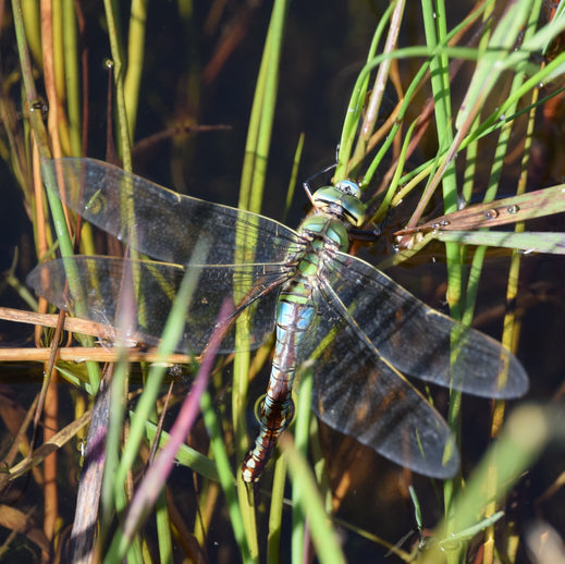 1m² Wetland Habitat