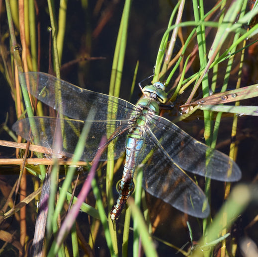 Impact Bundle (Support All 3 Habitats)