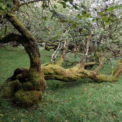 Ancient Woodland Protection