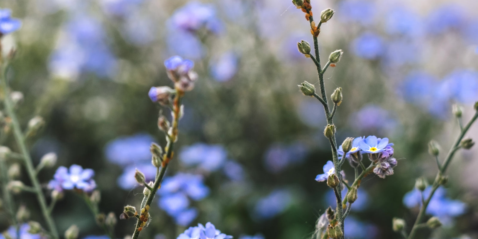 Restore Wildflower Meadows