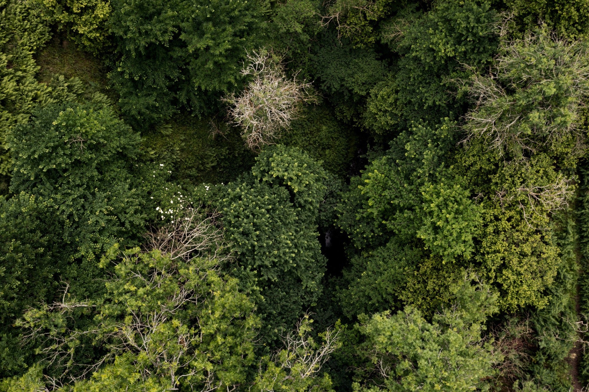 Atlantic temperate rainforest canopy on a Future Forest Company site