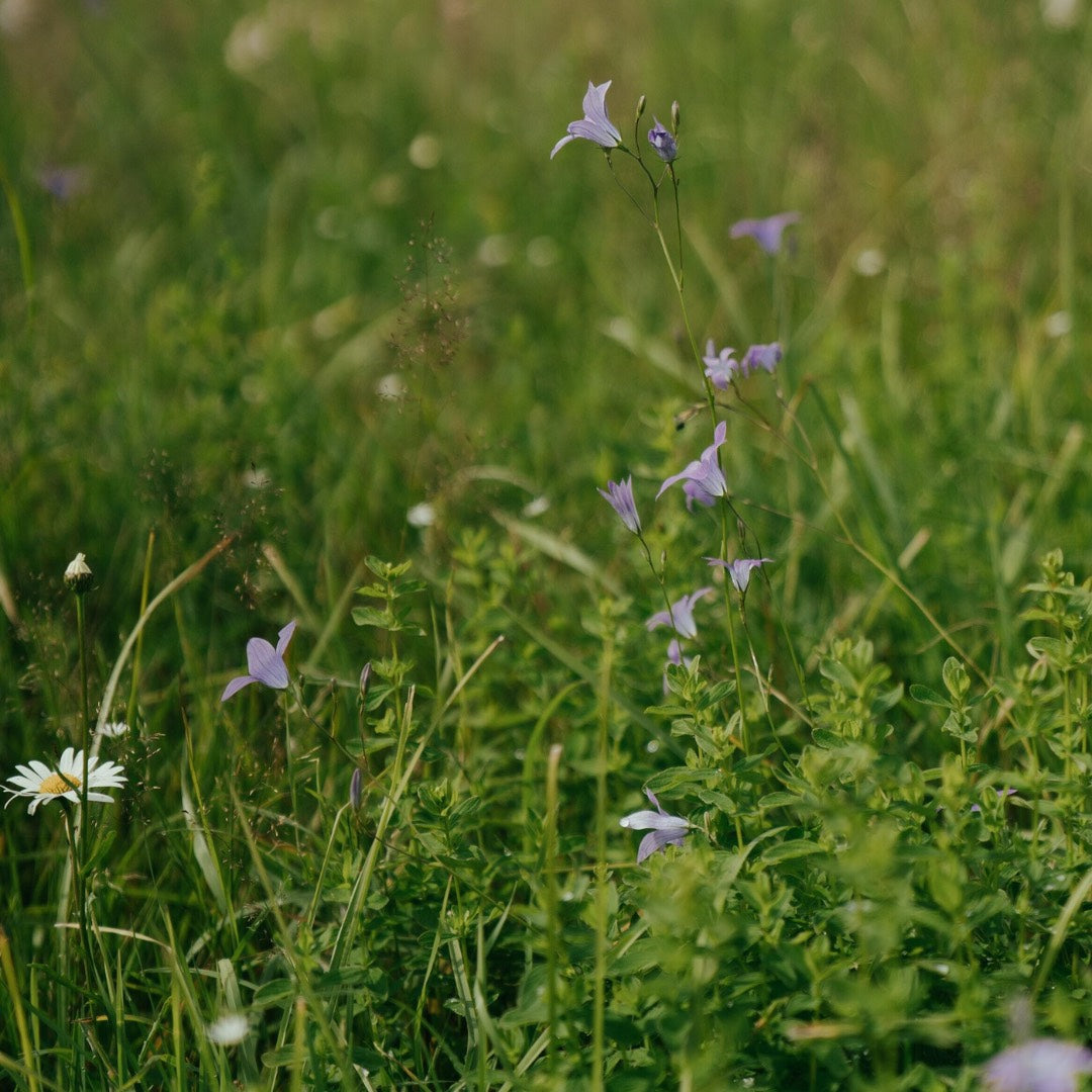 Harebells in a wildflower meadow at Dumyat